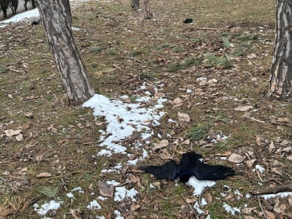 В Пятигорске зафиксирована массовая гибель ворон