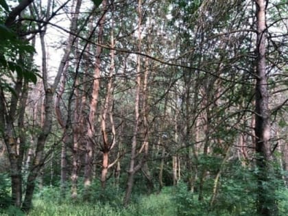 Резкое снижение температуры не навредило садам и посевам на Ставрополье