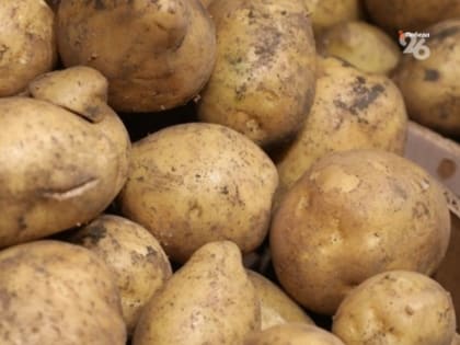 Ставропольские аграрии получили господдержку на выращивание овощей