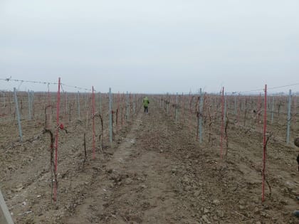 Для виноградарей зимний период – это не время для отдыха