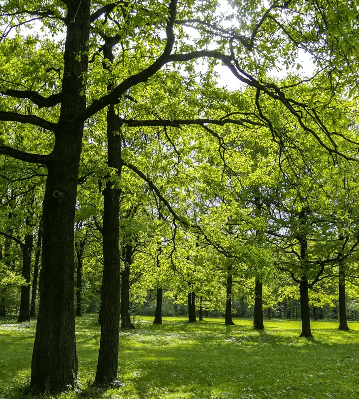 Vue parc avec pelouse et arbres