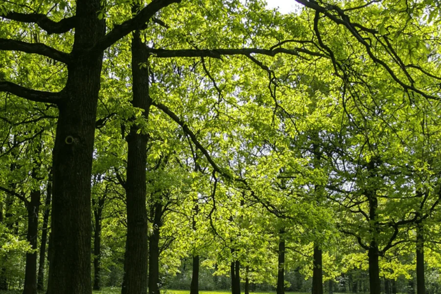 Vue parc avec pelouse et arbres