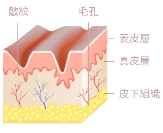 眼袋皮膚表層