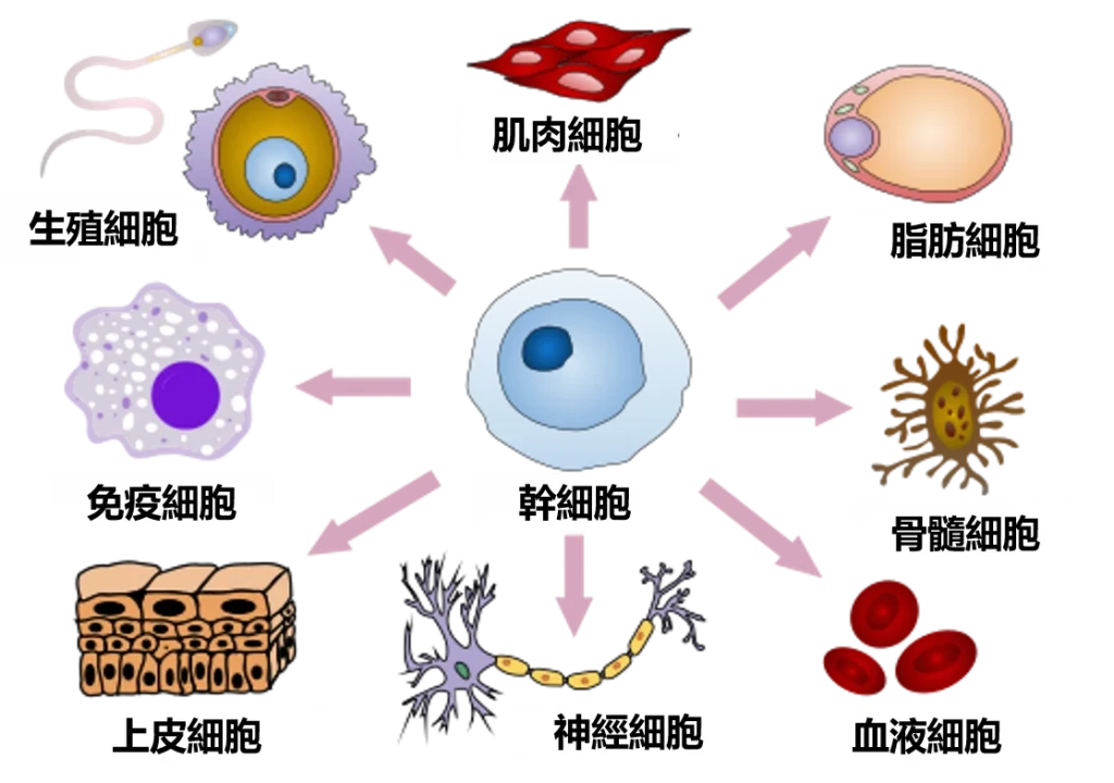 幹細胞