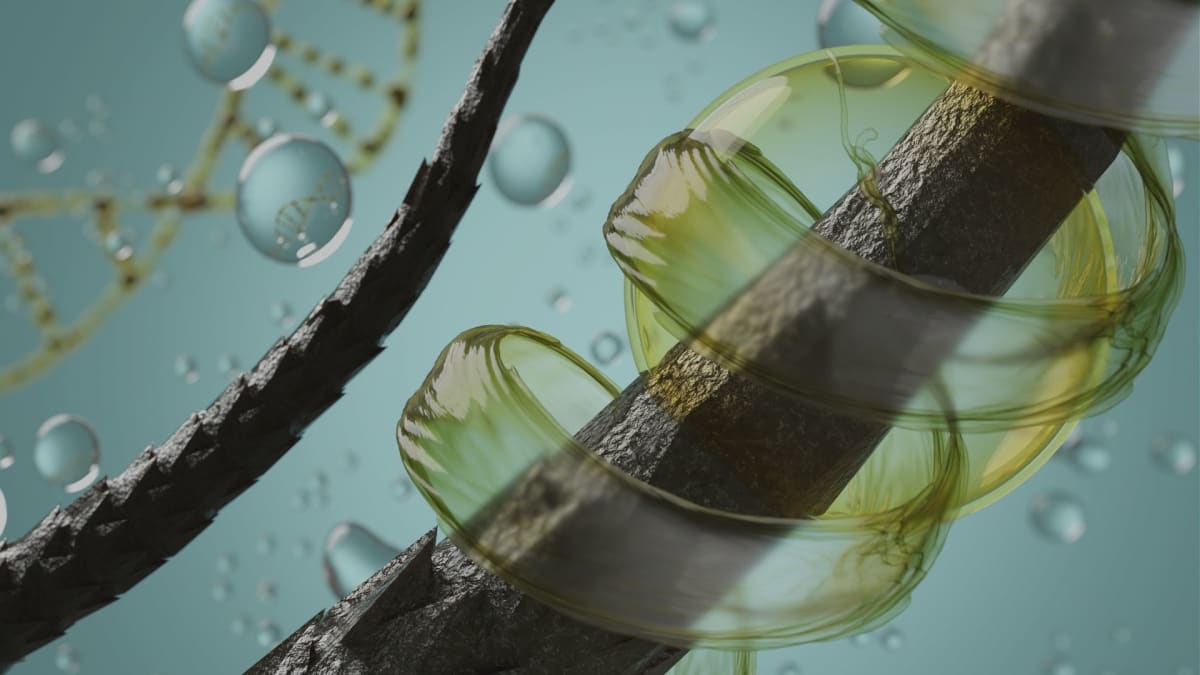  睪固酮、DHT 與毛囊的三角關係