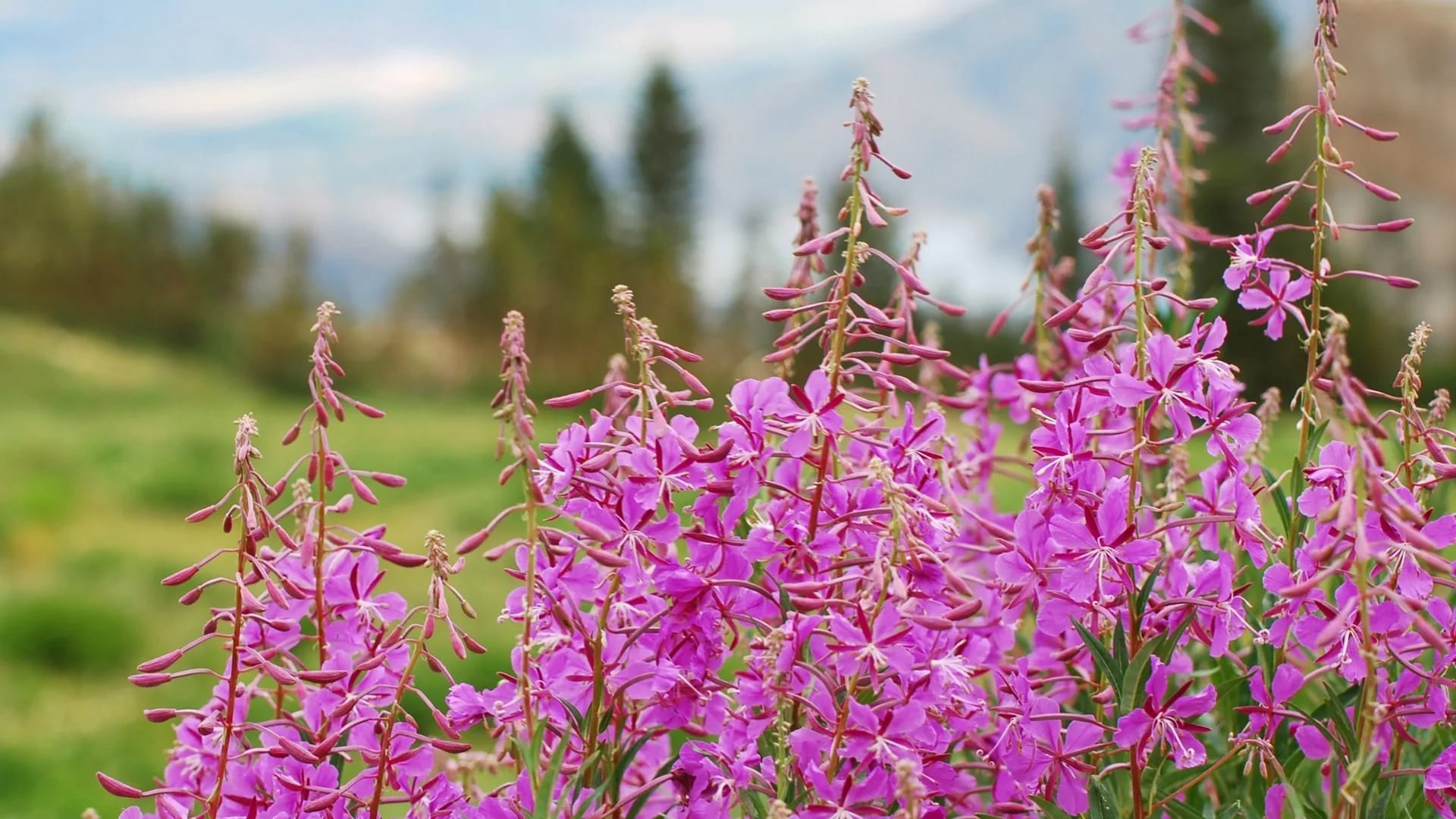 Epilobium angustifolium柳葉蘭