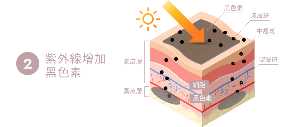 膚色不均原因-紫外線增加黑色素