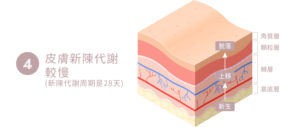 膚色不均原因-皮膚新陳代謝較慢