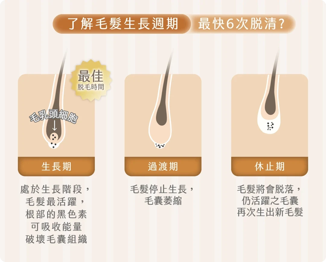 毛髮生長週期 毛髮生長週期
