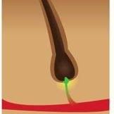 Anagen Phase (Growth Phase)