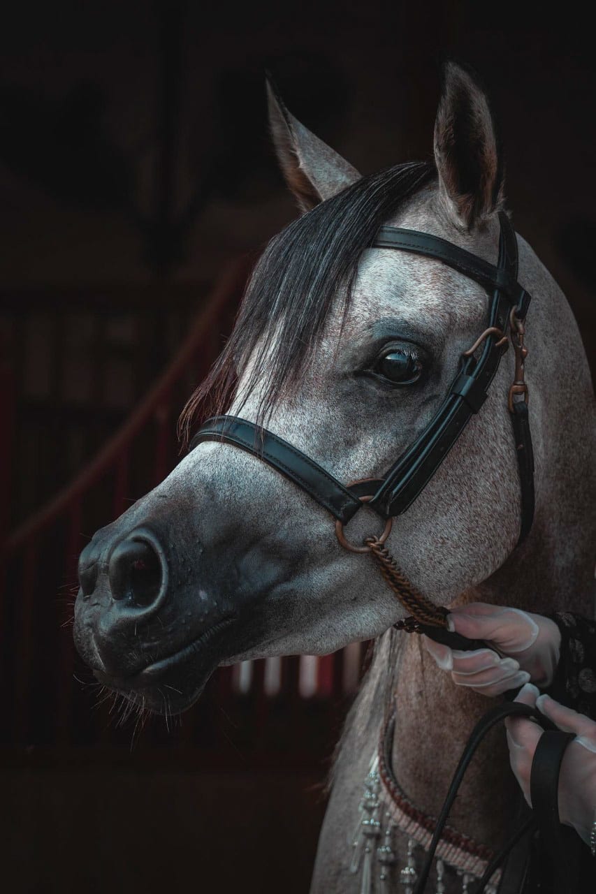 horses — image 1
