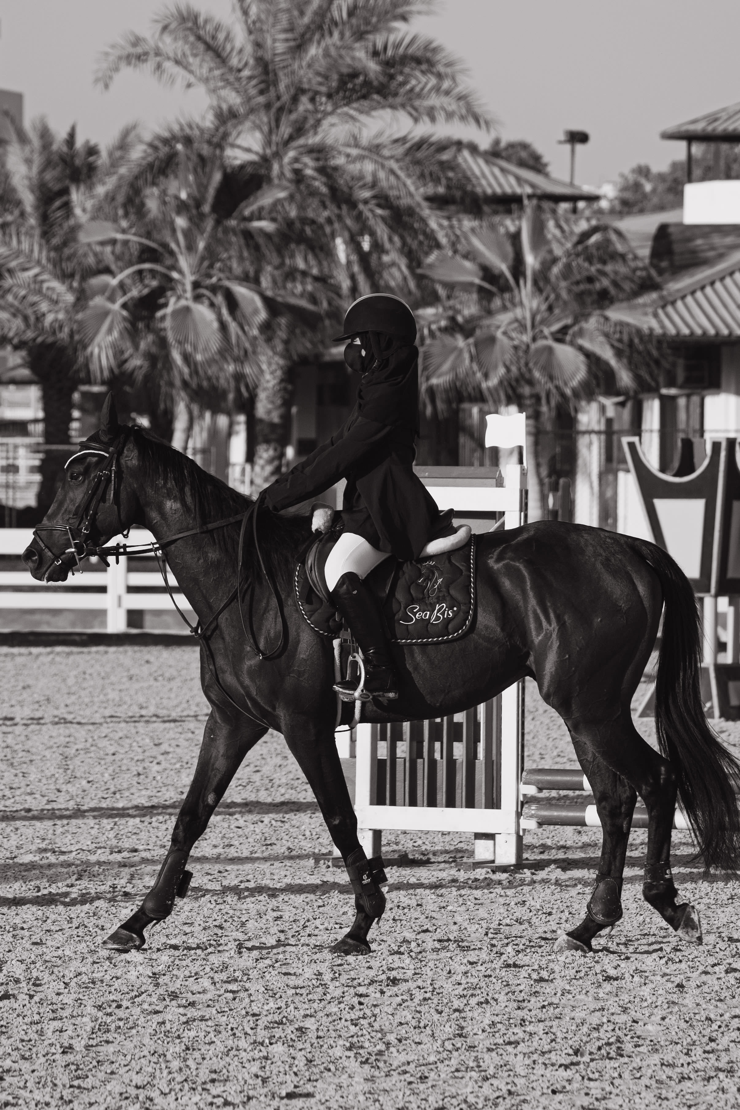 horses — image 4