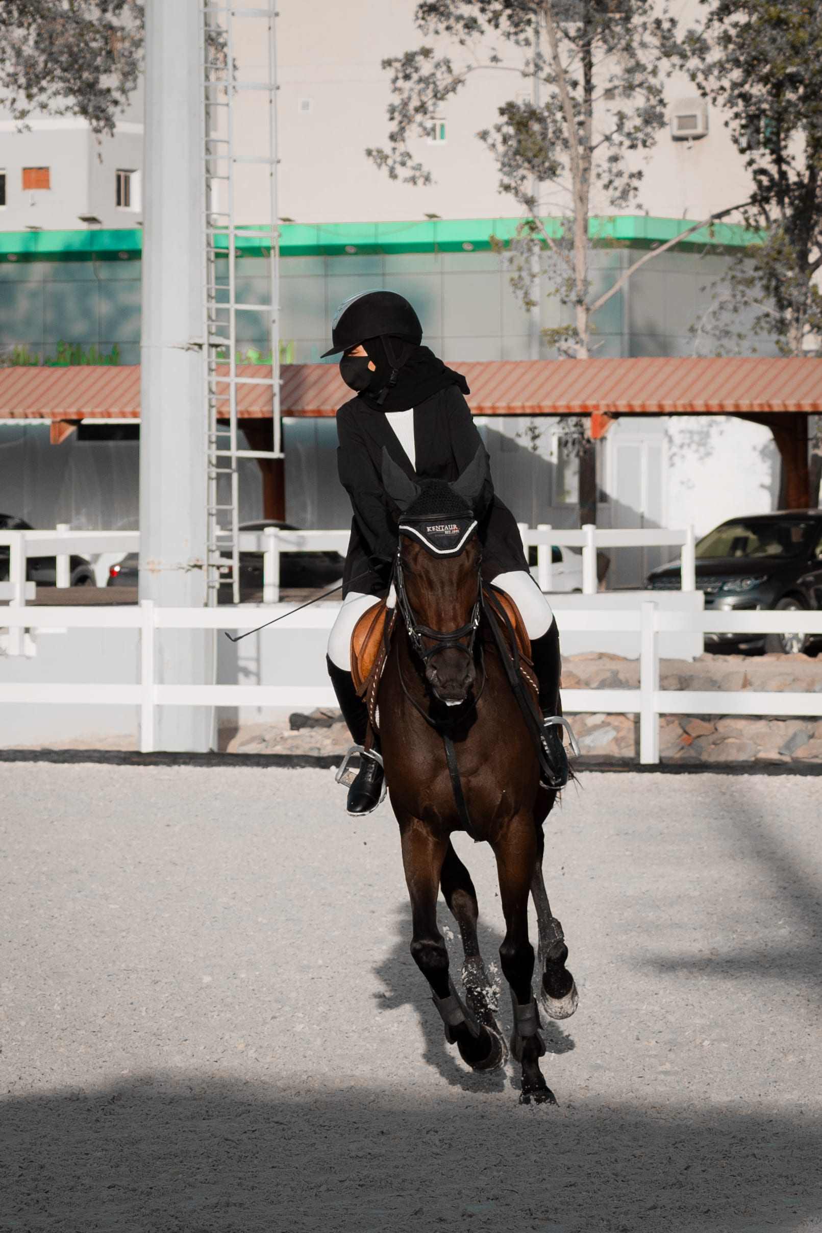horses — image 5
