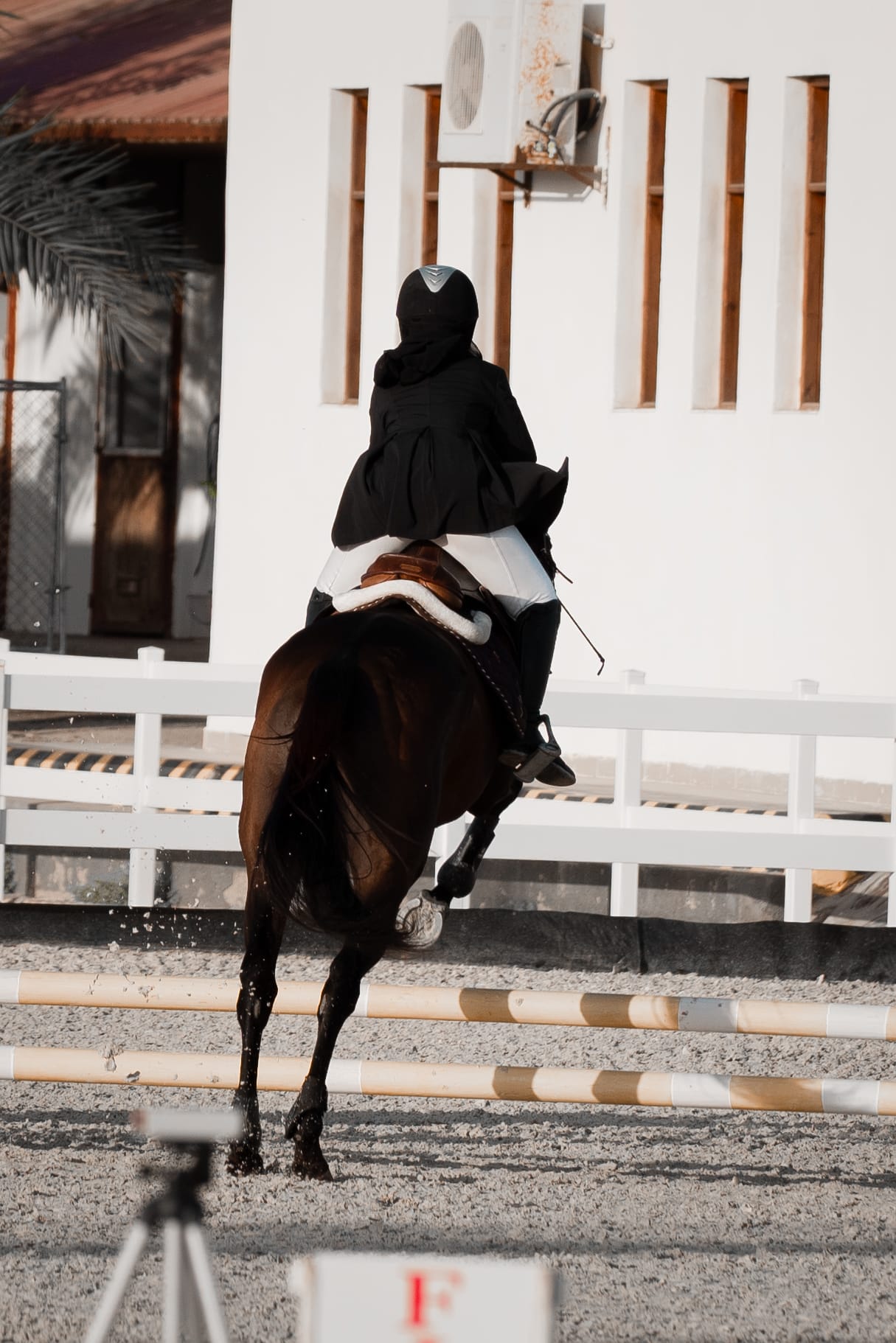 horses — image 7