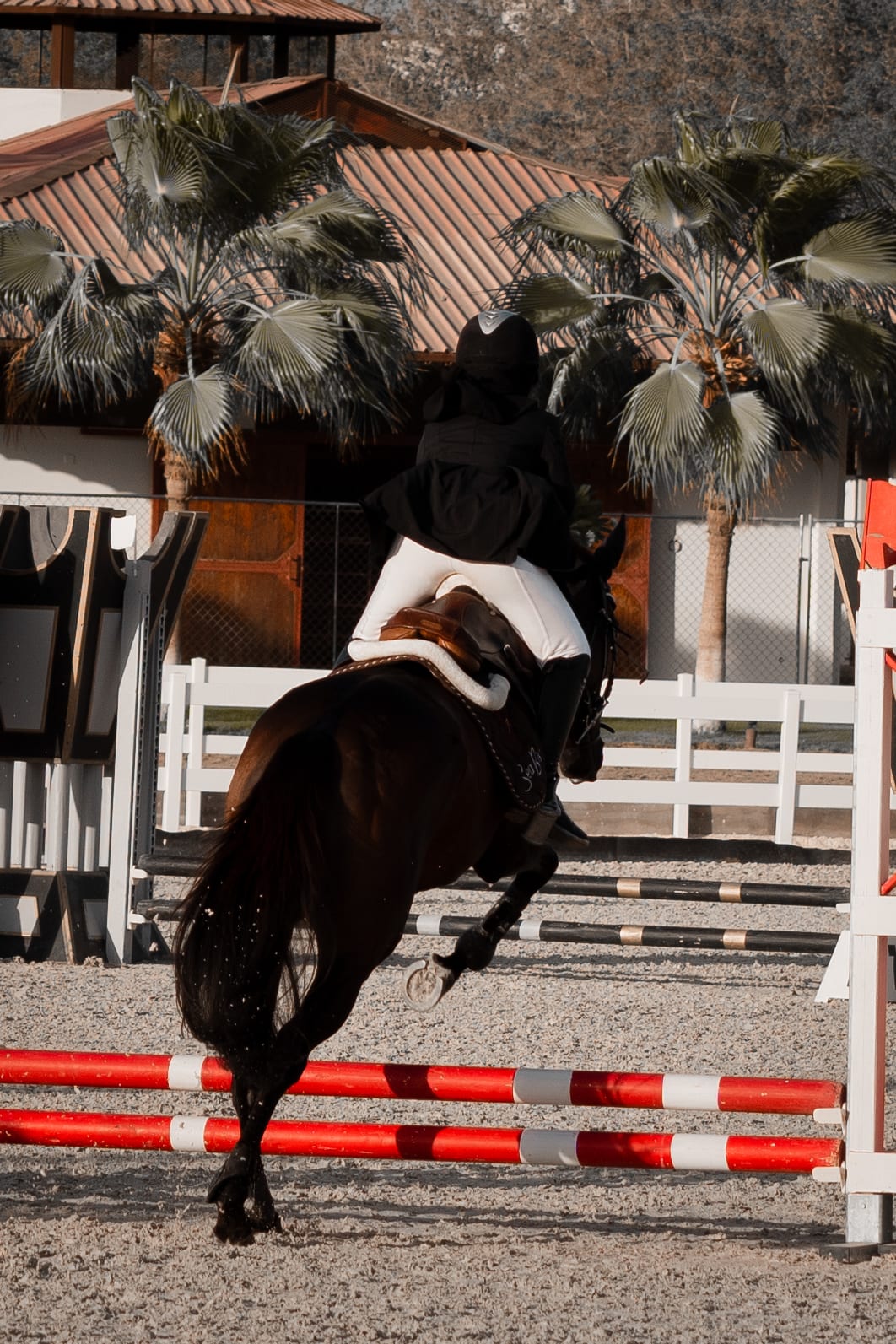 horses — image 6