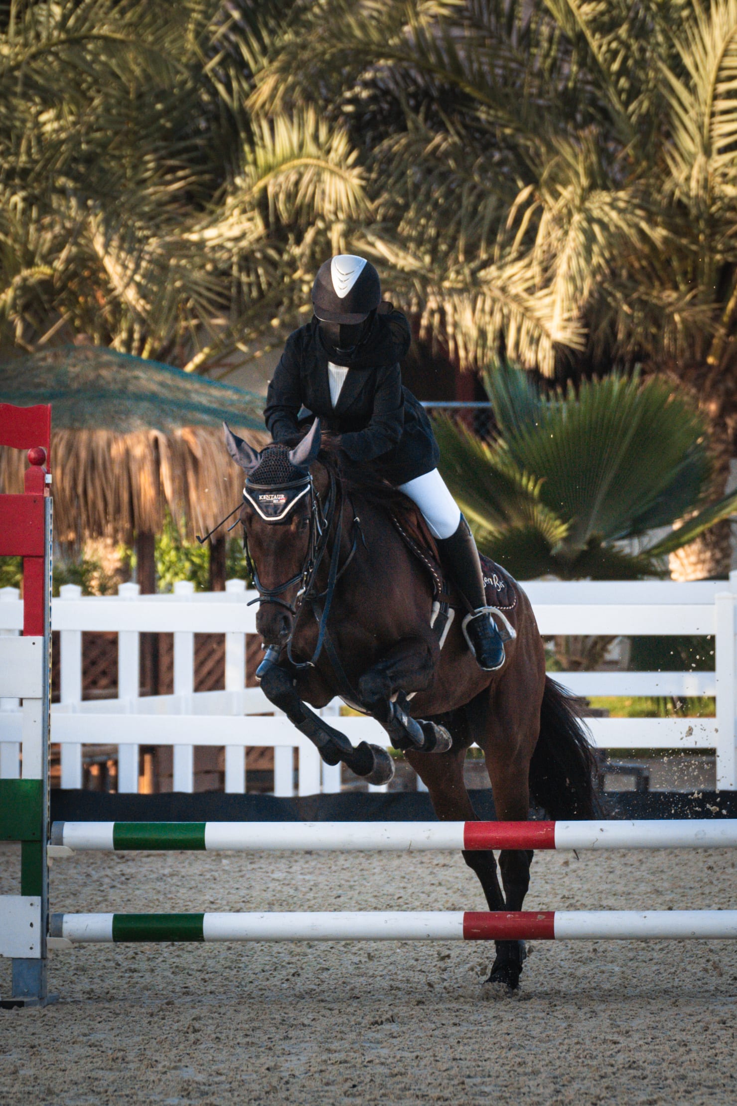 horses — image 11