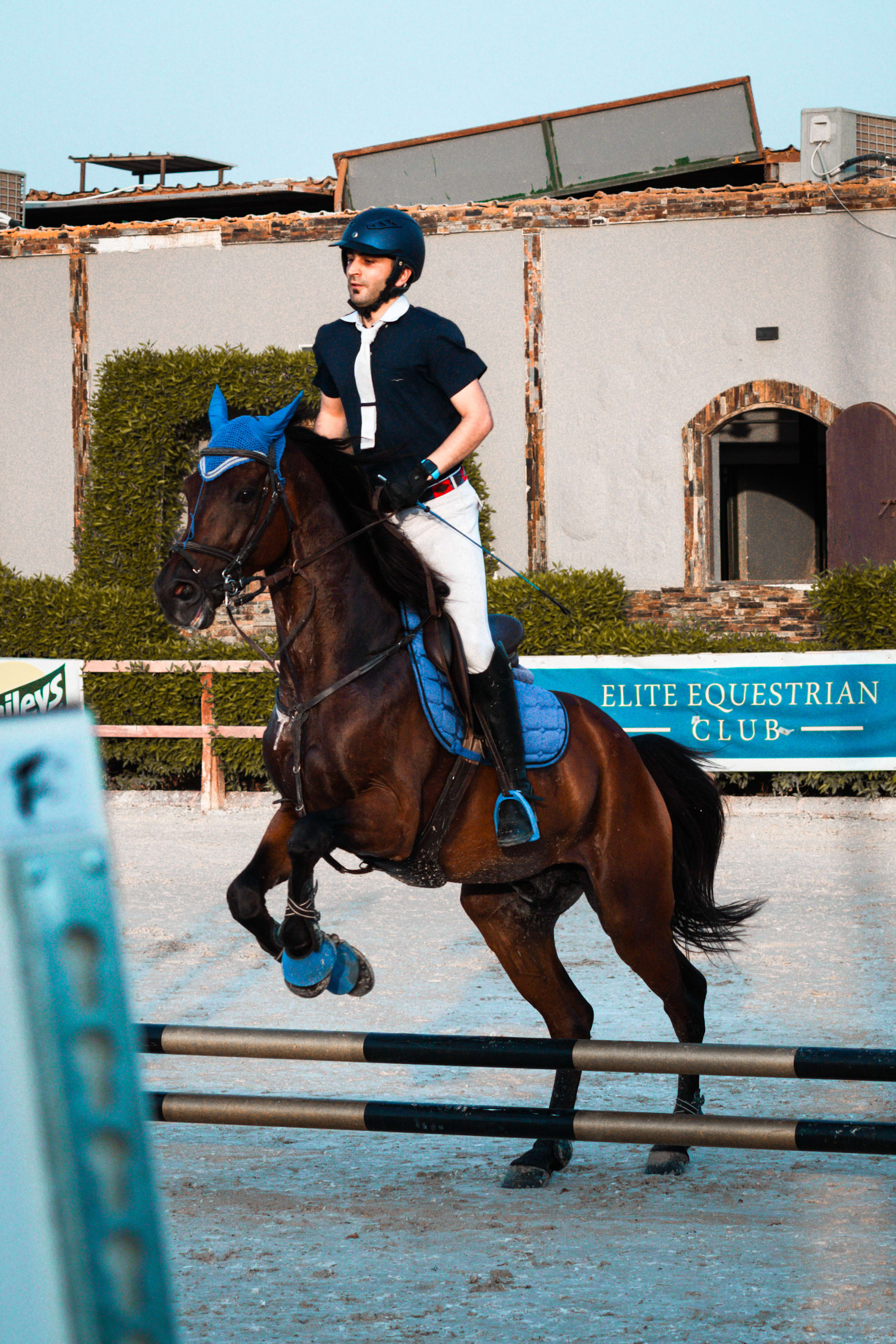 horses — image 17