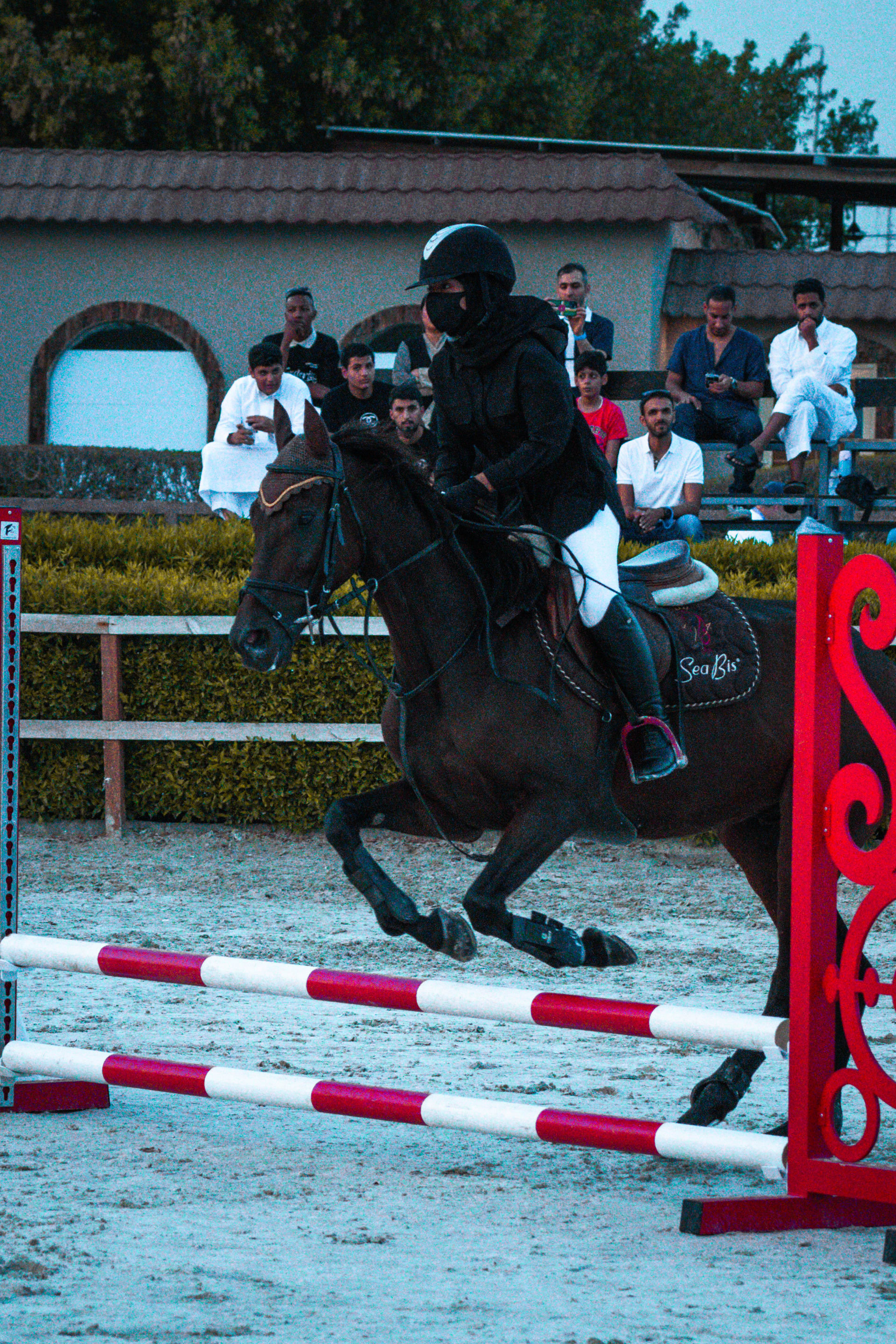 horses — image 24
