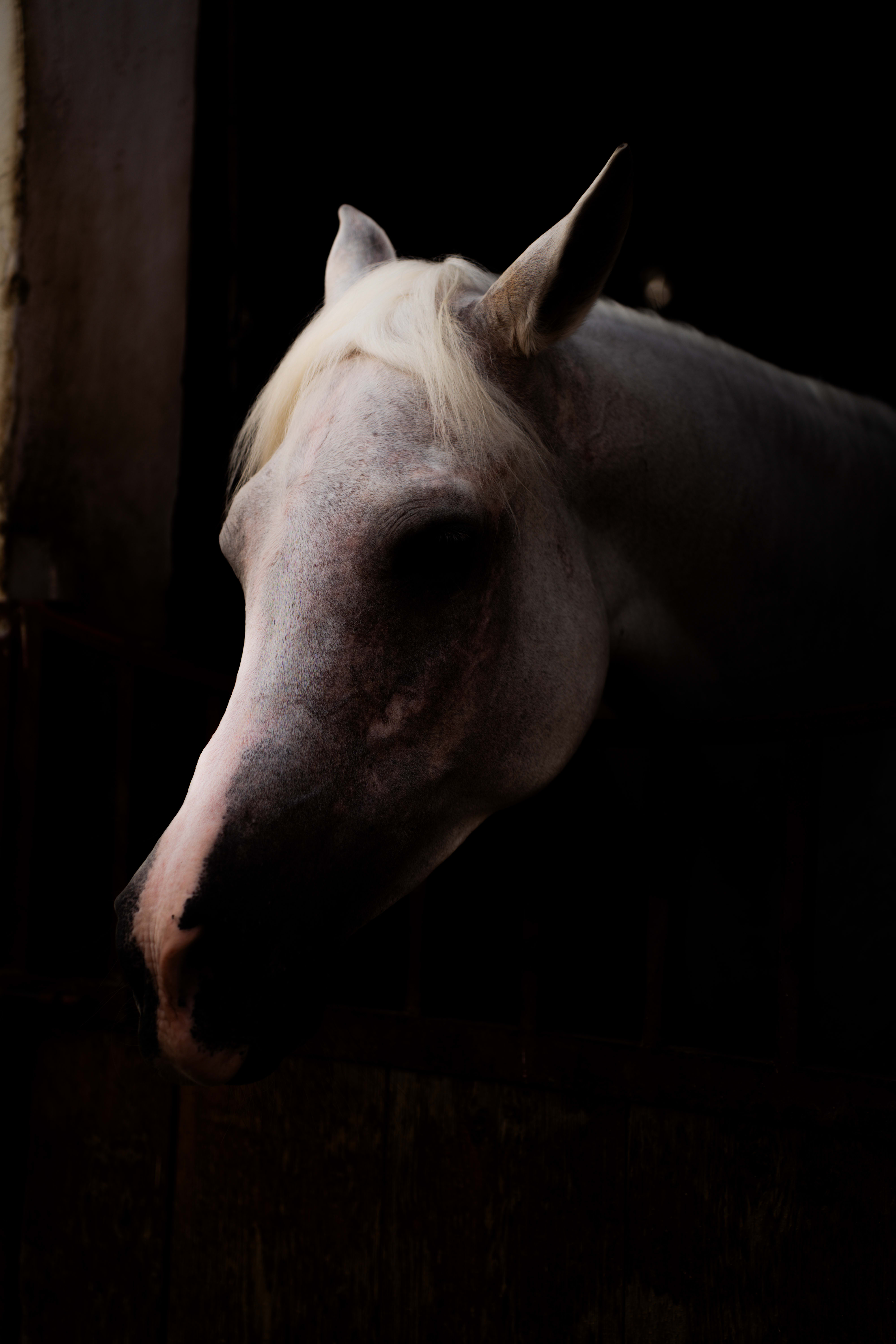 horses — image 27