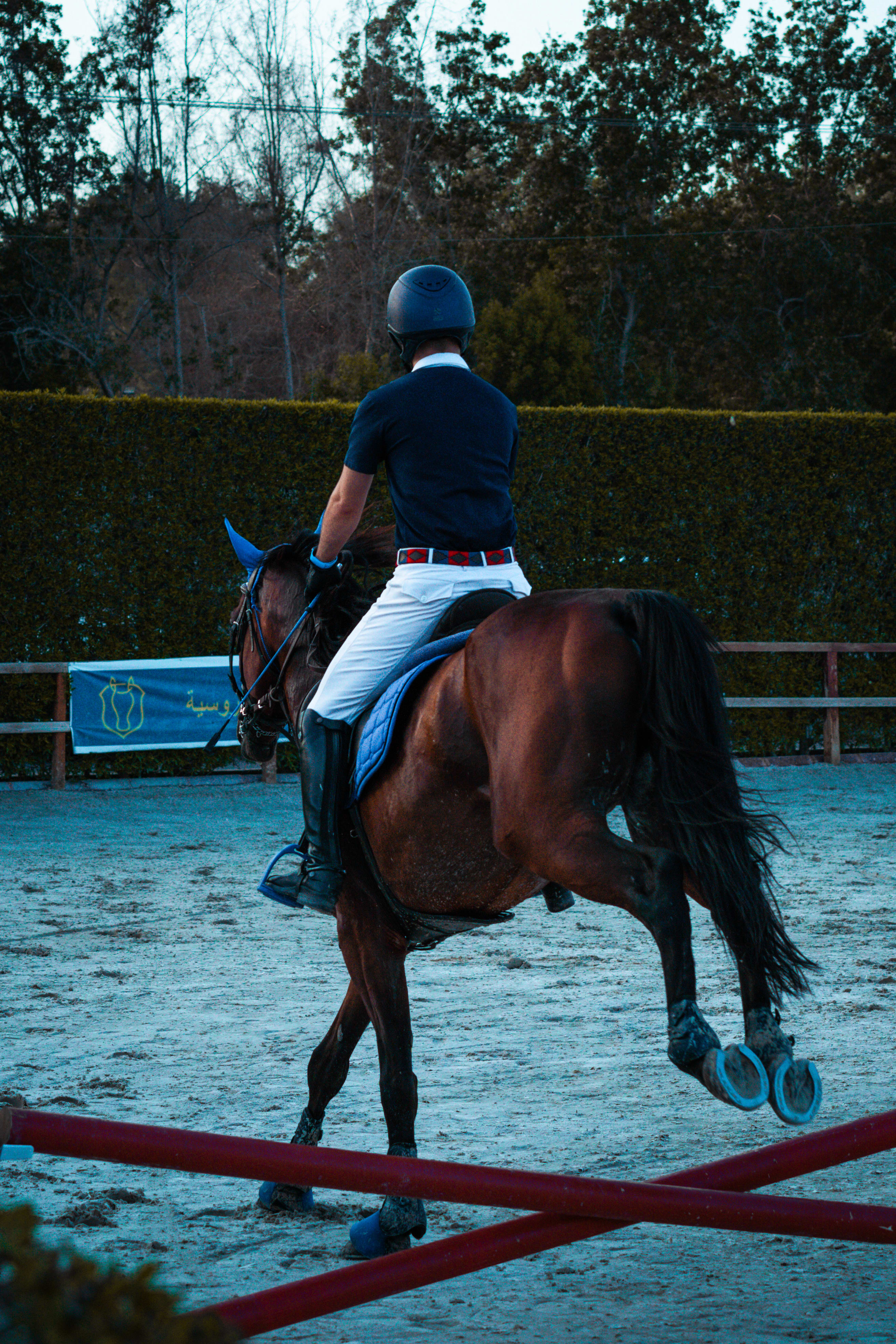 horses — image 14