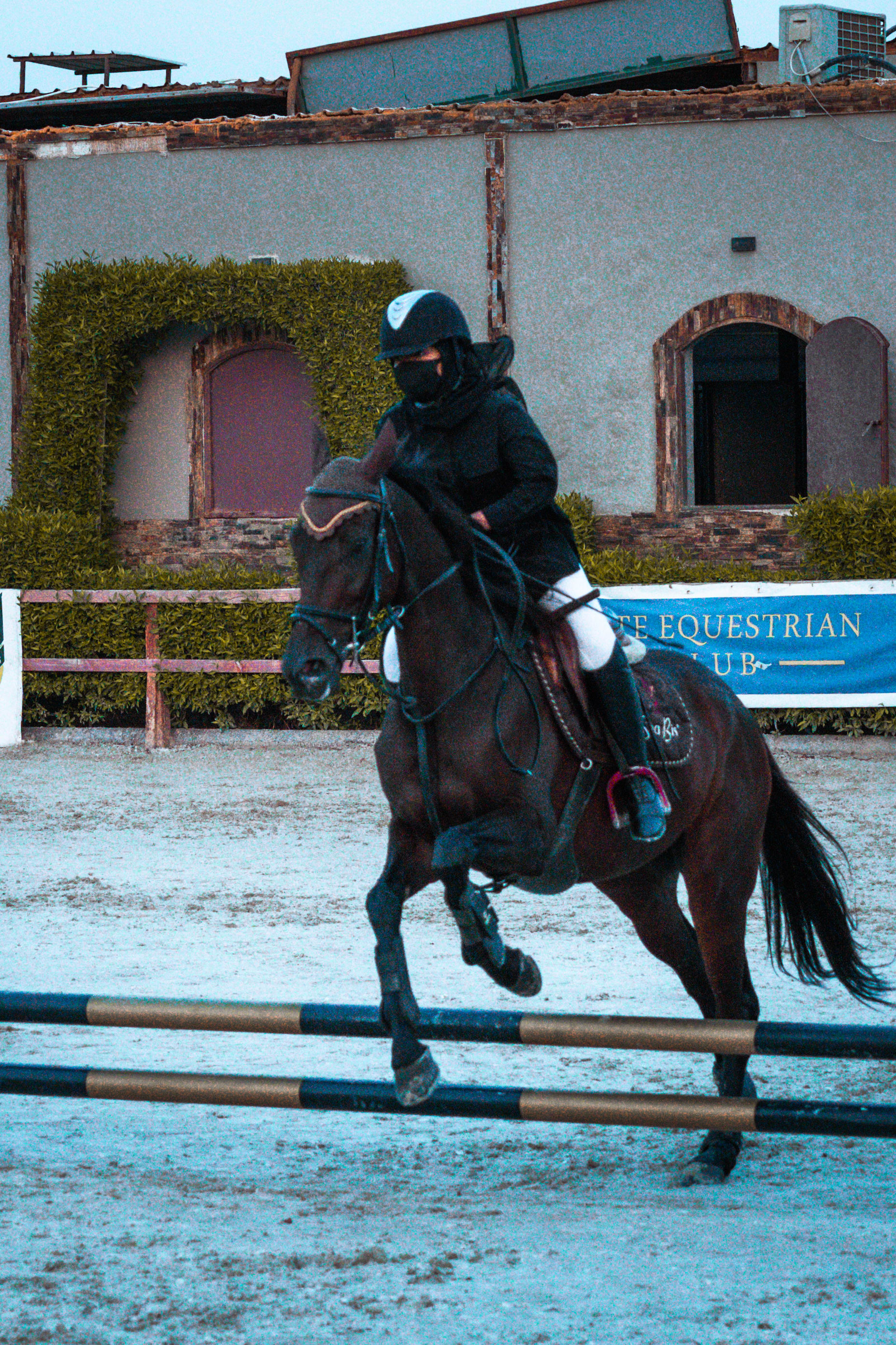 horses — image 26