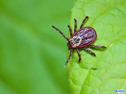 Каменск-Уральский в областных «лидерах» по числу пострадавших от клещей