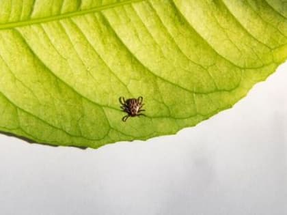 В Артемовском клещи обнаружены у 13 детей