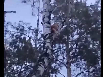 В Каменске-Уральском спасли котёнка, застрявшего на дереве