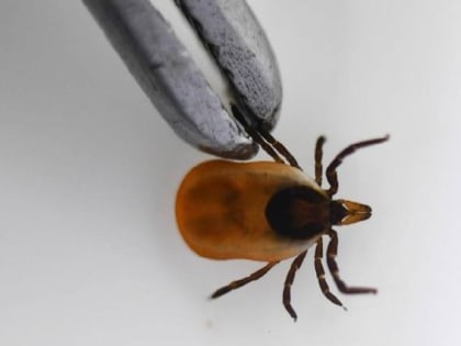 В Свердловской области уже 4 955 пострадавших от укусов клещей