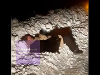 Под Каменском-Уральским собака охраняла своего хозяина, которому стало плохо