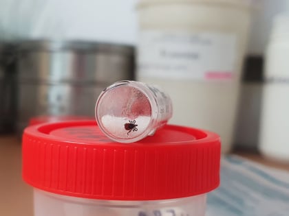 С начала сезона от укусов клещей пострадали 807 человек