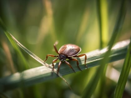 Намазать маслом: тагильчане используют устаревшие методы при укусах клещей