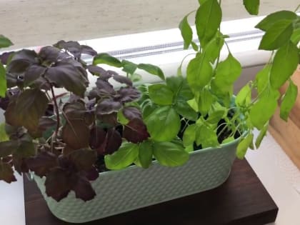 Золотая осень внезапно уступила место снегу