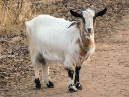 Оспа коз и овец
