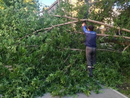 В Екатеринбурге за прошедшие выходные ветер повалил более 30 деревьев