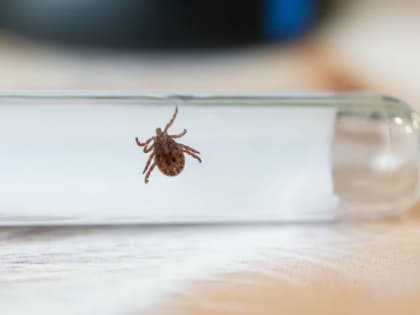 В Артемовской ЦРБ сняли первого клеща сезона