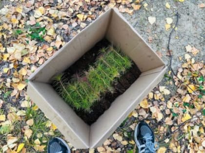 В Качканаре проводят озеленение