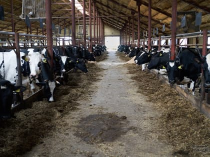 На Среднем Урале сельхозпредприятия производят более 2 млн тонн навоза и помёта