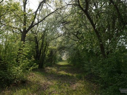 В УрФО за первое полугодие снизилось количество незаконной рубки лесов