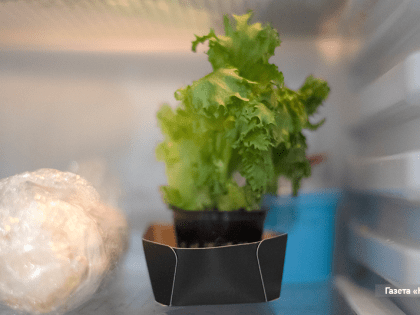 С чем приготовить салат на весну?