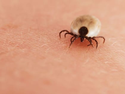 В Первоуральске с начала сезона от укусов клещей пострадал 31 человек