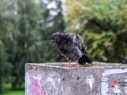 Температура воздуха в Свердловской области опустится до 0 градусов