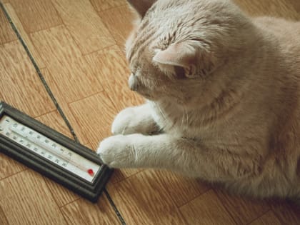 Синоптик предсказал похолодание в выходные в Свердловской области