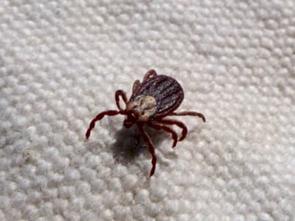 Более 100 человек пострадали от укусов клещей за неделю в Оренбуржье