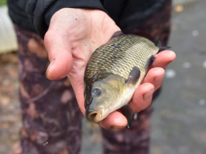 Красноуральское предприятие зарыбляет водоемы