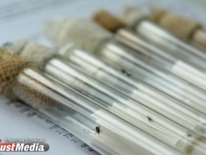 Из-за теплой погоды в Свердловской области в 1,3 раза увеличилась активность клещей