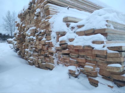 Объёмы незаконных рубок леса кратно сократились в Свердловской области в 2023 году