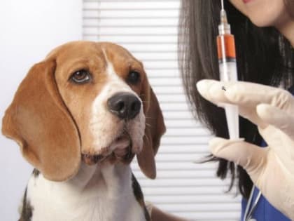 Ветеринарные врачи Свердловской области призывают вакцинировать от бешенства домашних питомцев