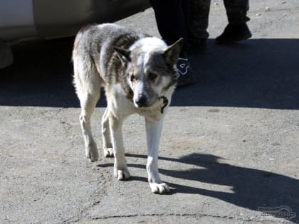 В Екатеринбурге расширили карантинную зону из-за угрозы распространения бешенства