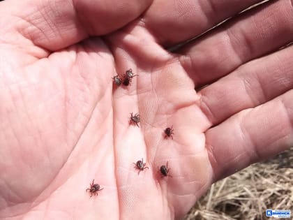 В Свердловской области за неделю число пострадавших от укуса клещей выросло почти вдвое. Каменск-Уральский держится в топе опасных территорий